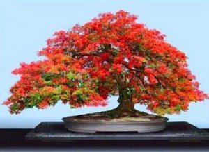 menyuburkan-pokok-bonsai
